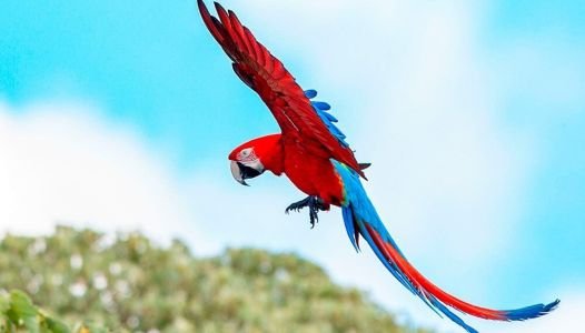 Guacamayo rojo en los Esteros del Iberá - Proyecto de reintroducción
